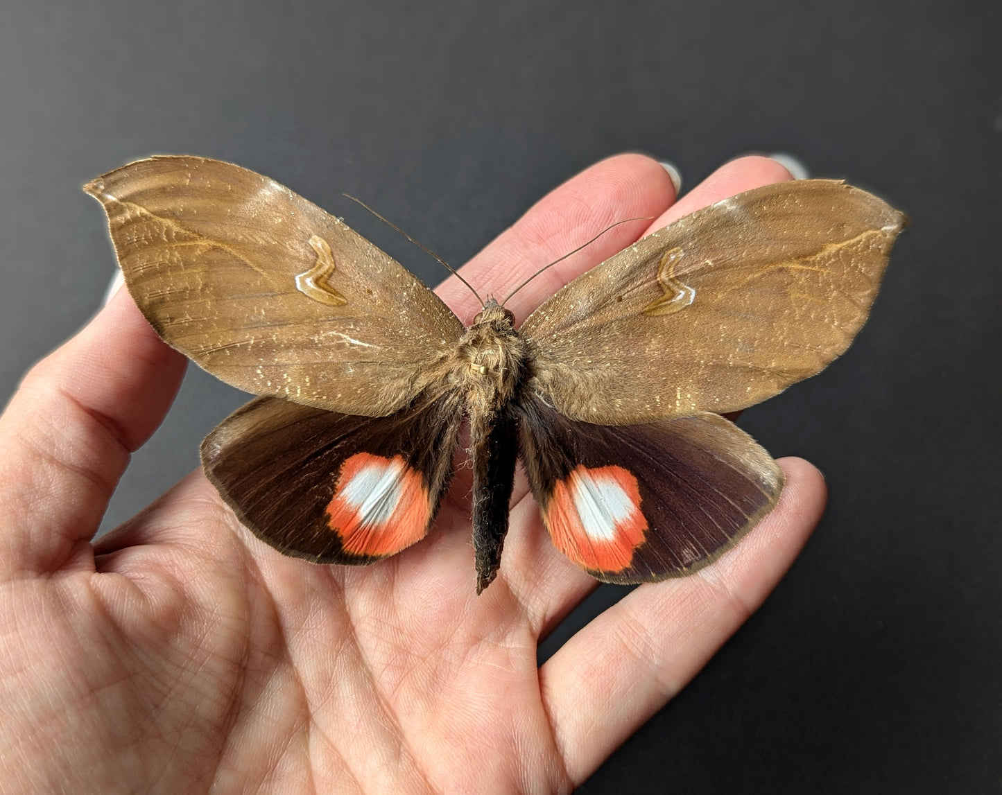 pink roter Nachtfalter im Rahmen- phyllodes consobrina InsecArt
