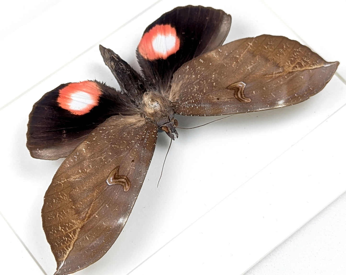 pink roter Nachtfalter im Rahmen- phyllodes consobrina InsecArt