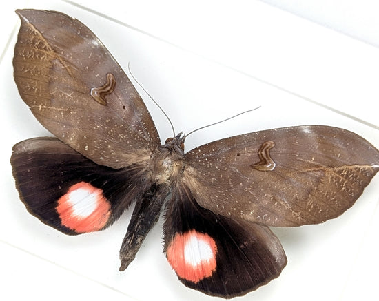 pink roter Nachtfalter im Rahmen- phyllodes consobrina InsecArt