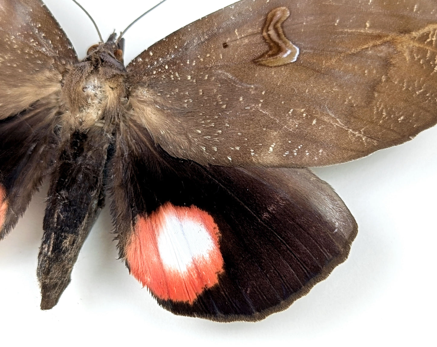 pink roter Nachtfalter im Rahmen- phyllodes consobrina InsecArt