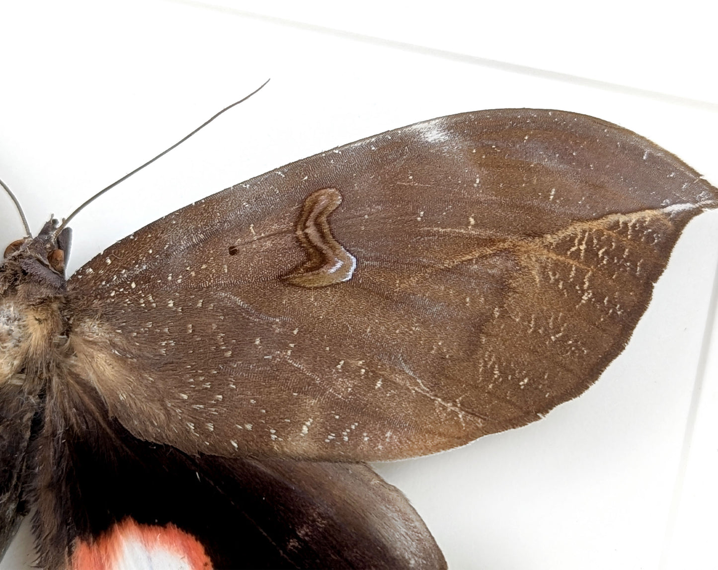 pink roter Nachtfalter im Rahmen- phyllodes consobrina InsecArt
