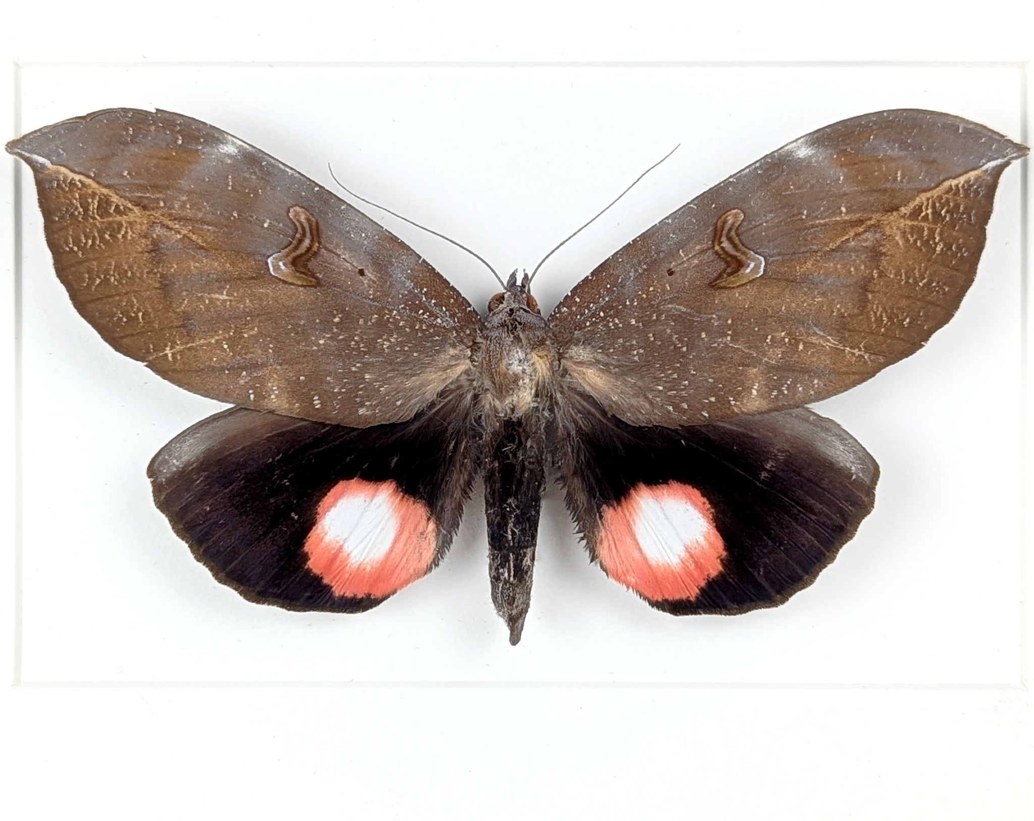 pink roter Nachtfalter im Rahmen- phyllodes consobrina InsecArt