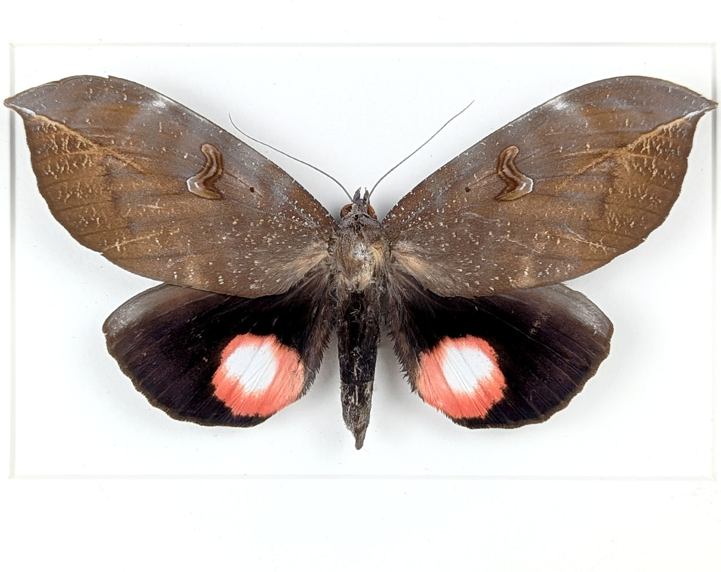 pink roter Nachtfalter im Rahmen- phyllodes consobrina InsecArt