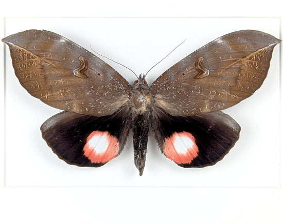 pink roter Nachtfalter im Rahmen- phyllodes consobrina InsecArt