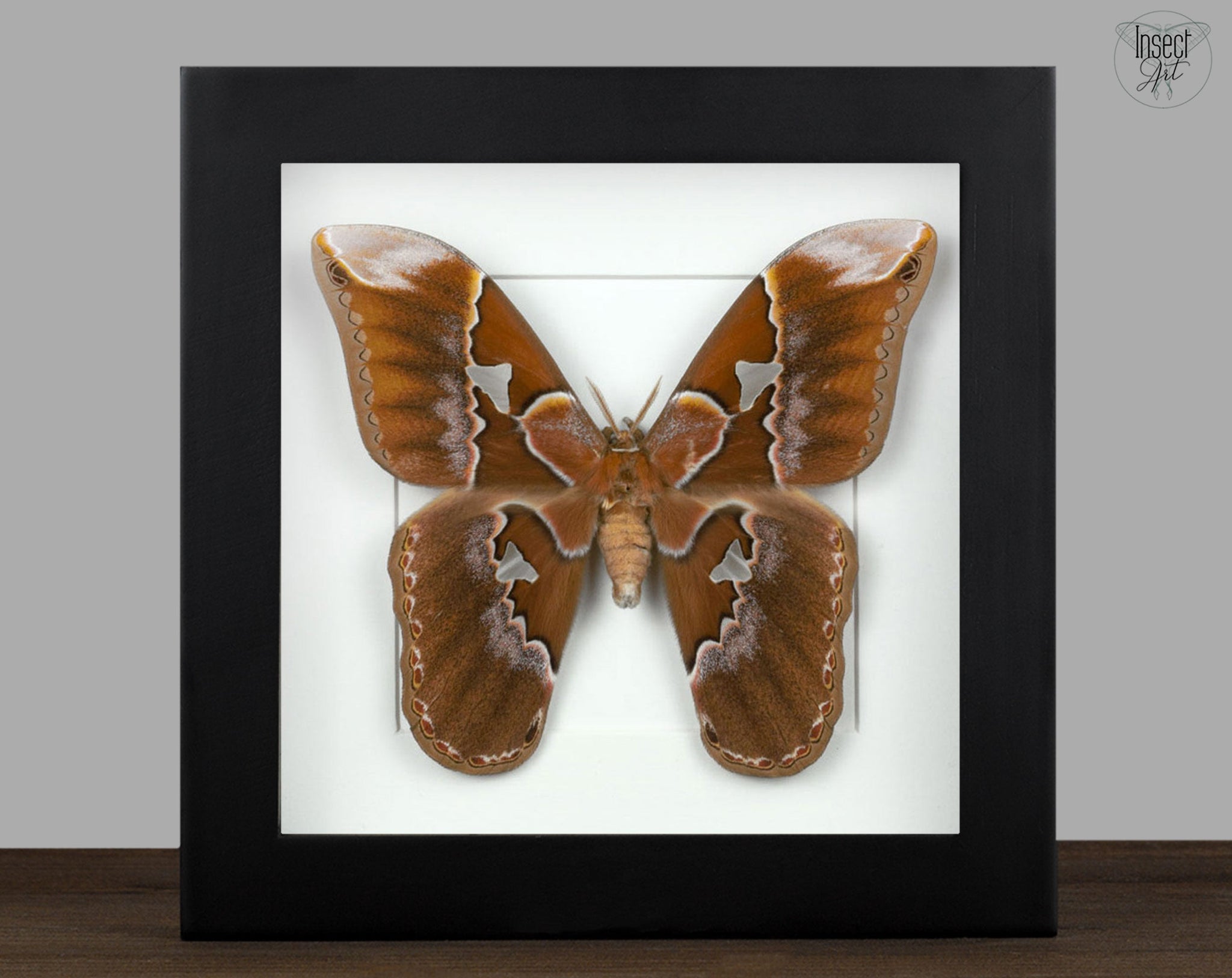 Rothschildia aurota   InsectArt