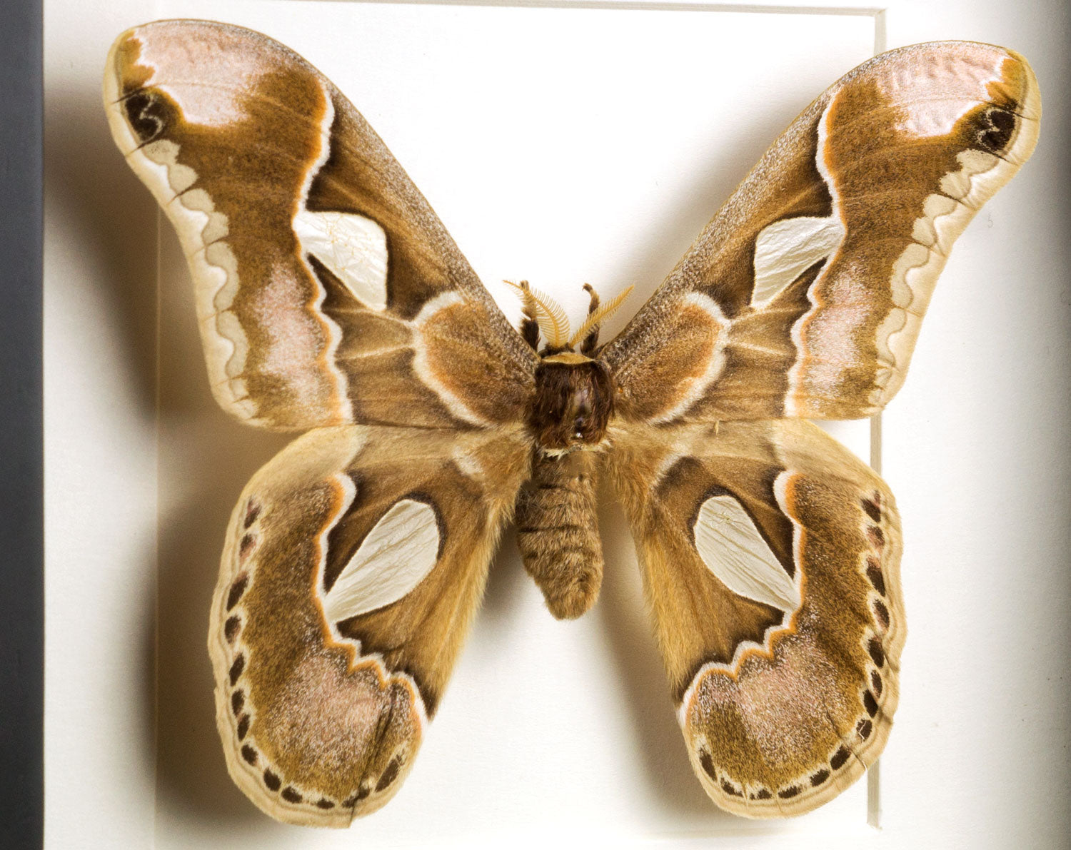 Rothschildia orizaba   InsectArt