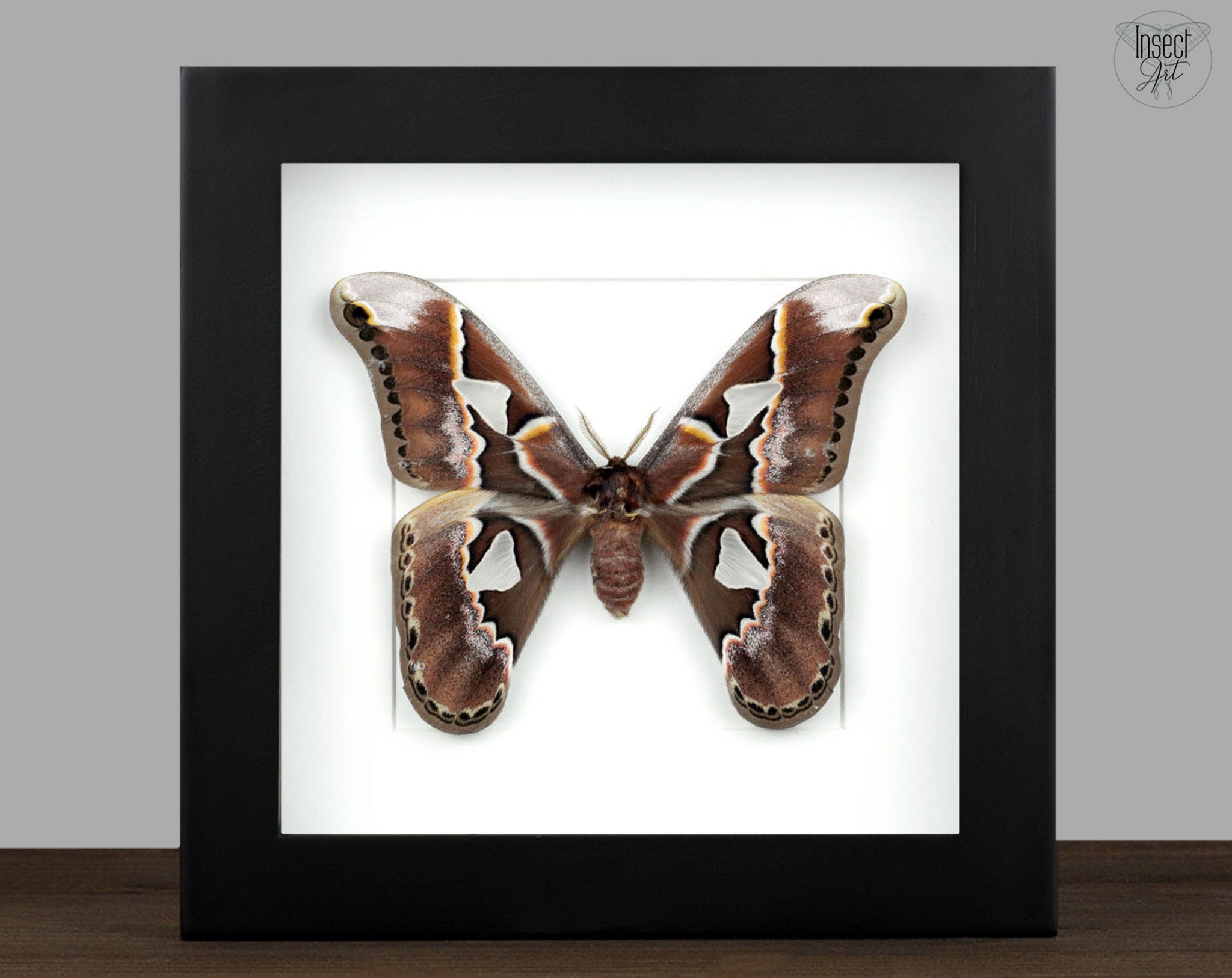 Rothschildia orizaba   InsectArt