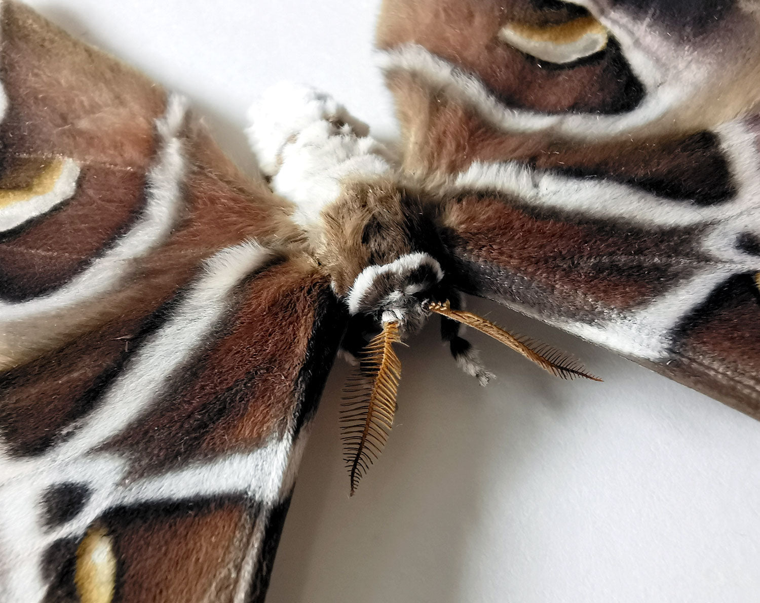 Samia cynthia   InsectArt