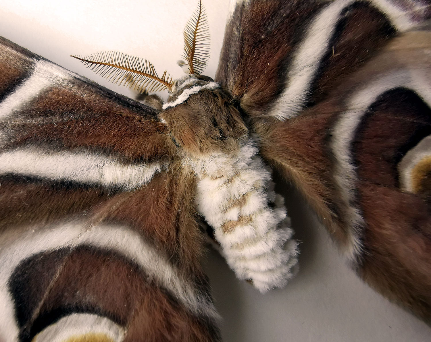 Samia cynthia   InsectArt