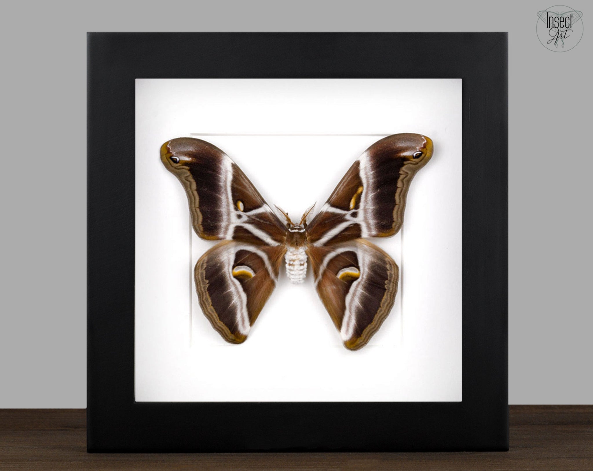 Samia cynthia   InsectArt