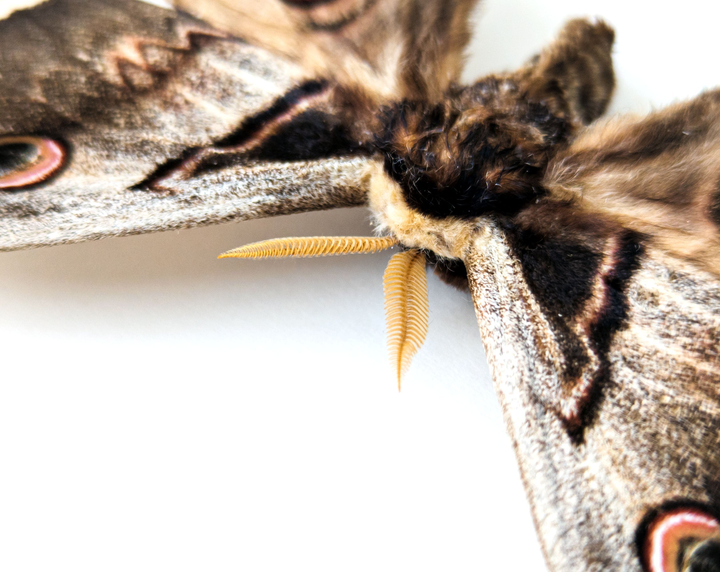 Saturnia pyri   InsectArt