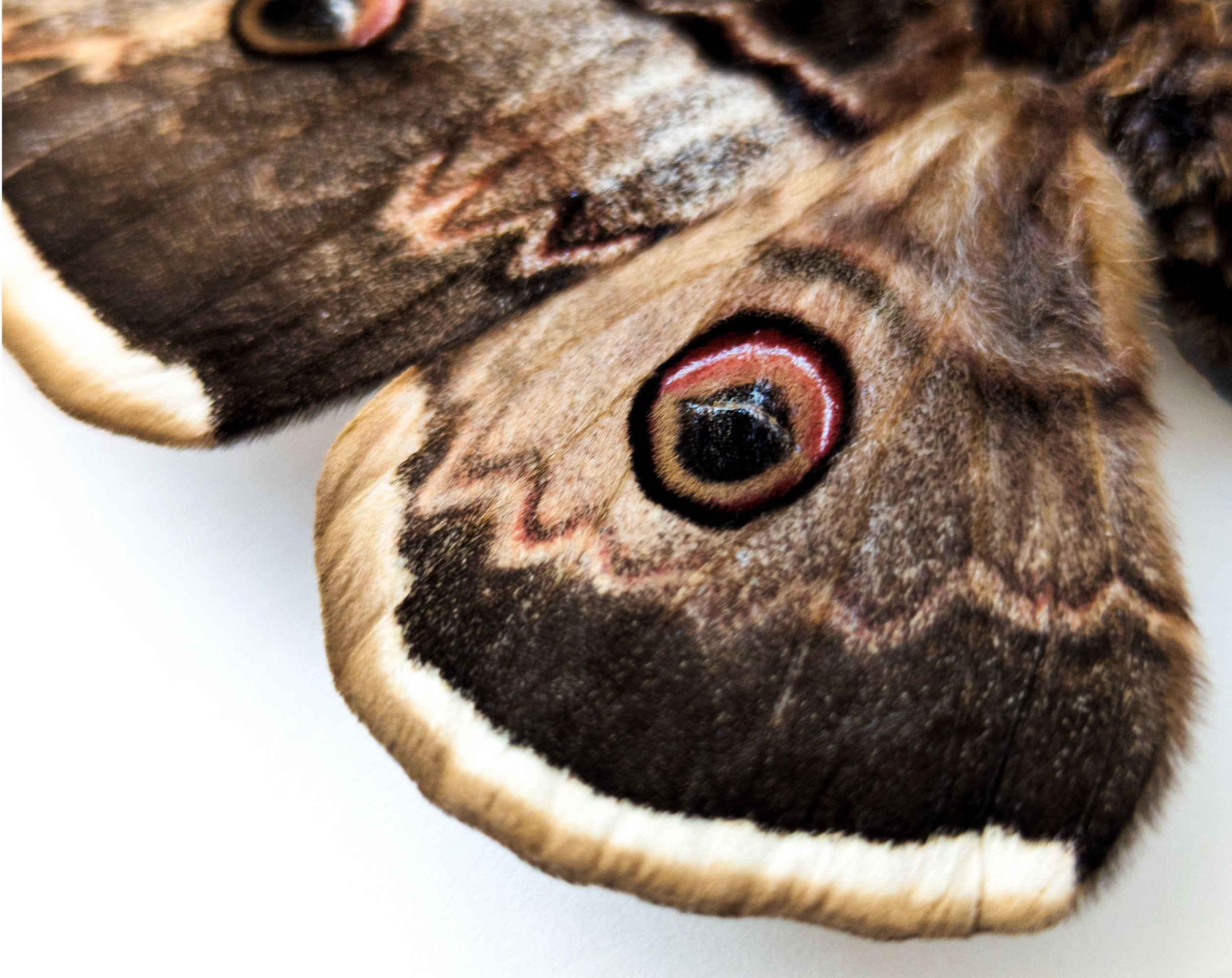 Saturnia pyri   InsectArt