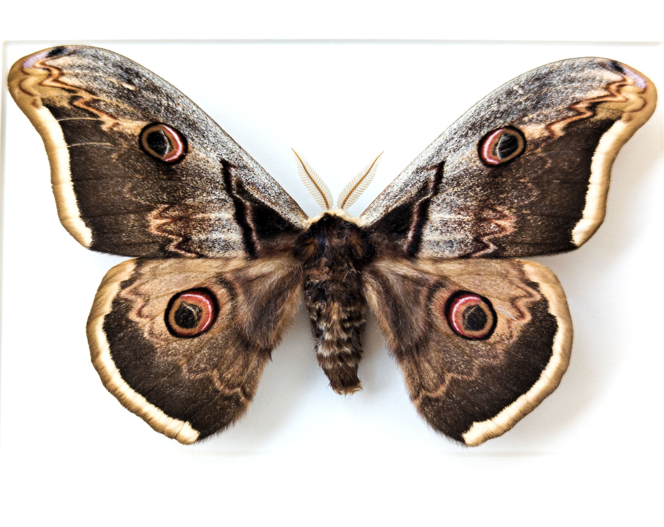 Saturnia pyri   InsectArt