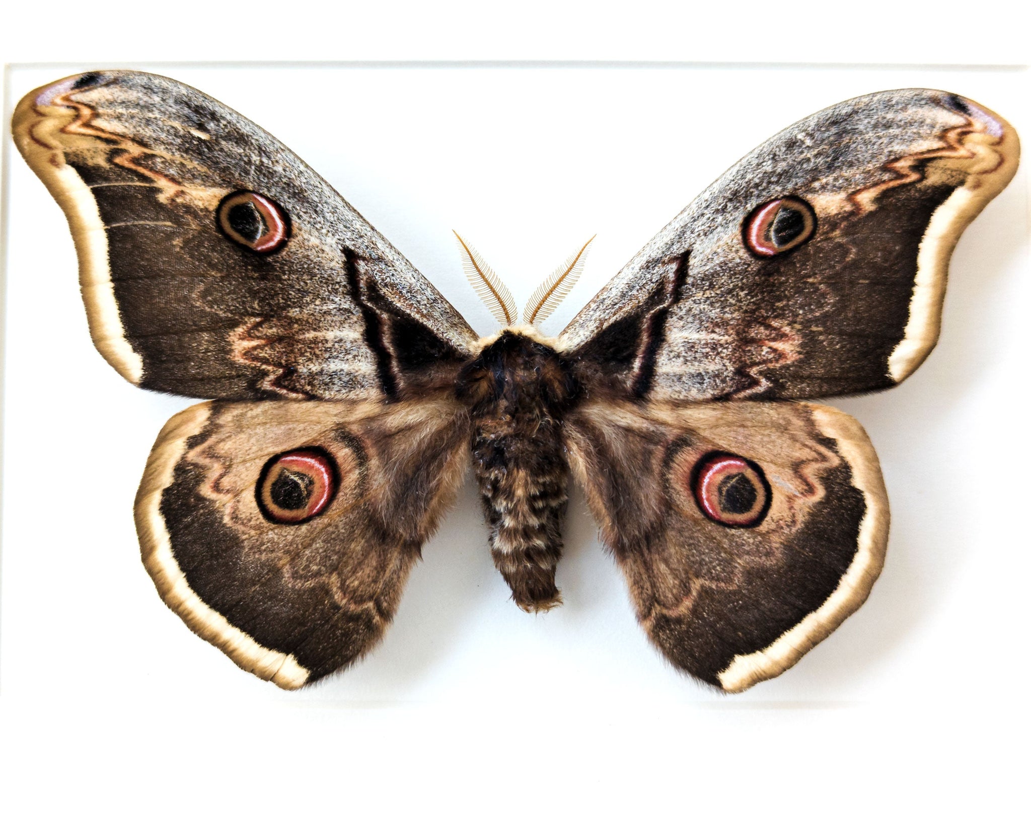 Saturnia pyri   InsectArt