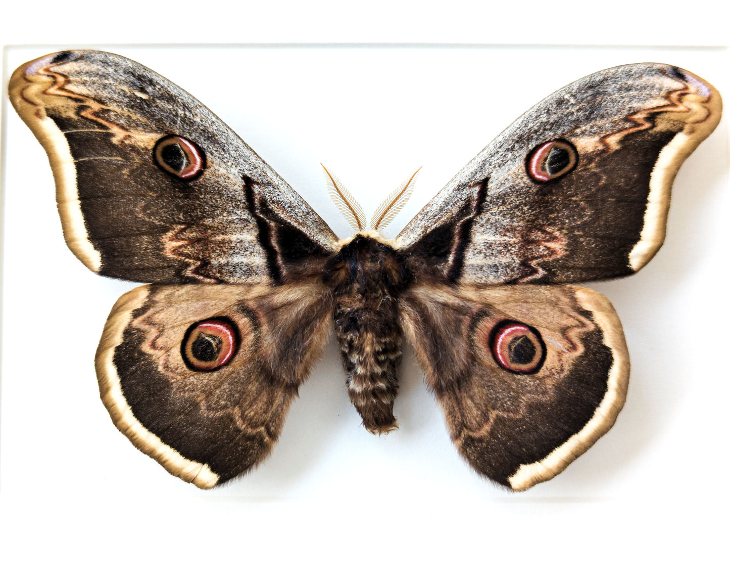 Saturnia pyri