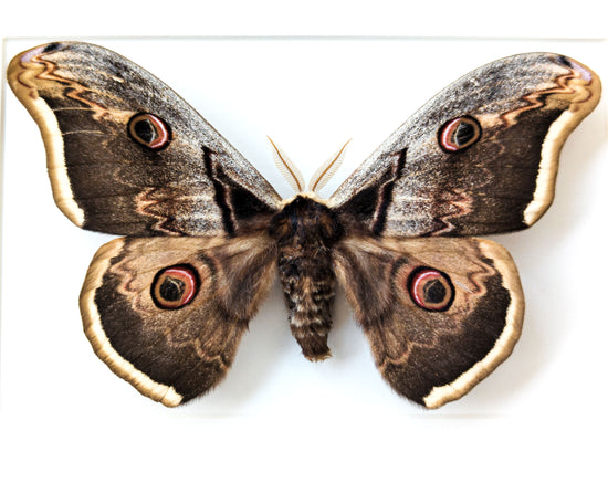 Saturnia pyri