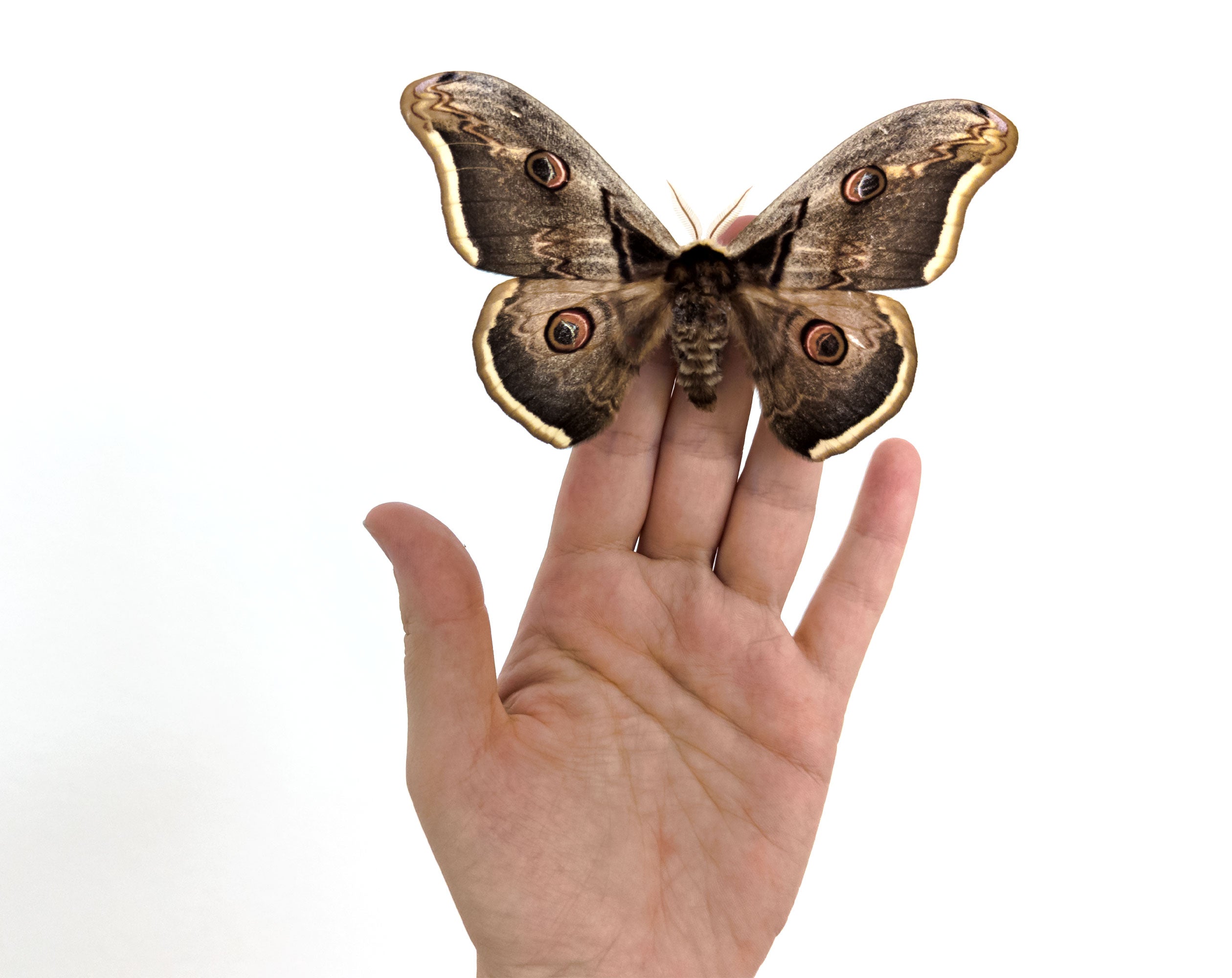 Saturnia pyri   InsectArt