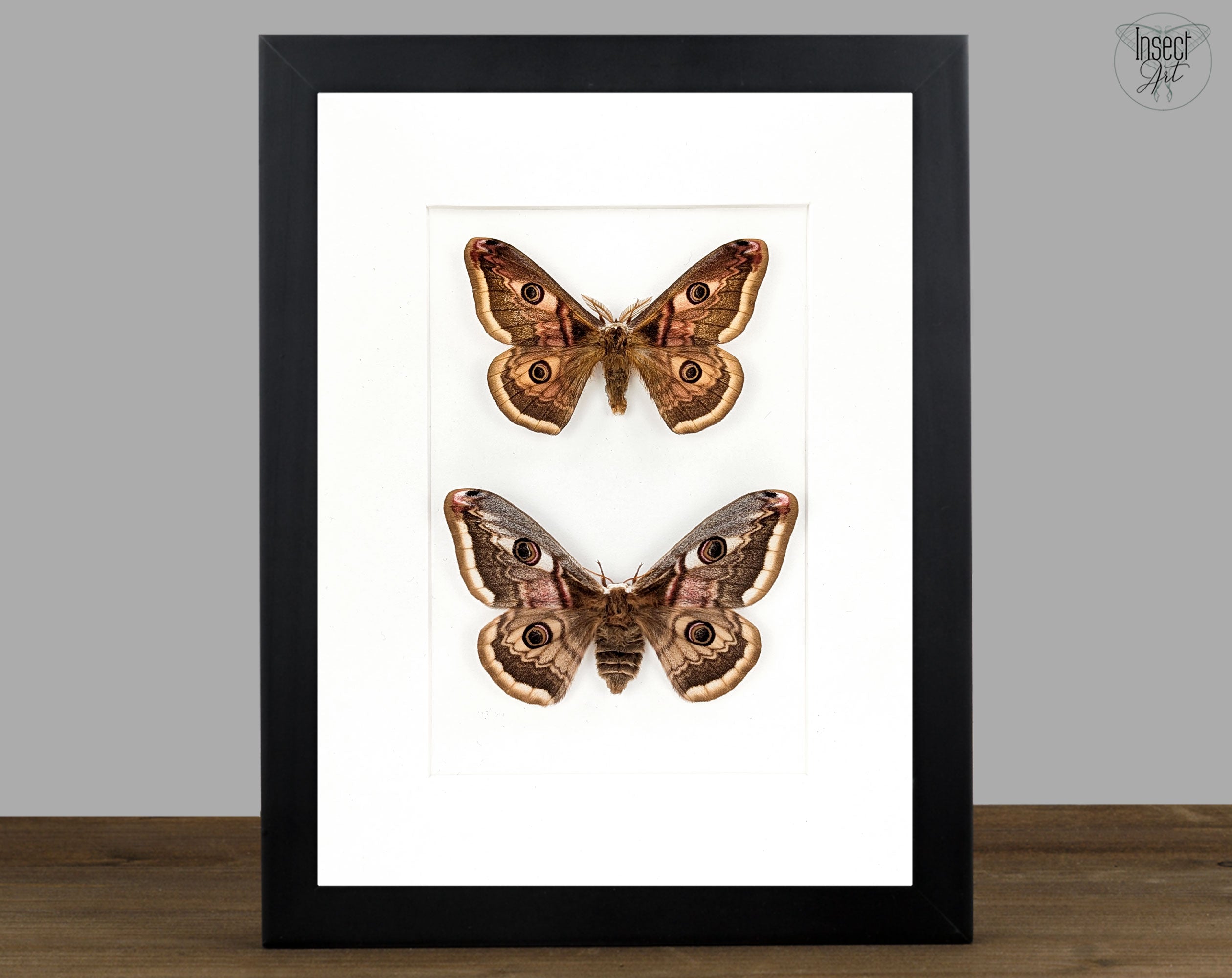 Saturnia pyri x pavonia Pärchen, Nachtfalter im Rahmen