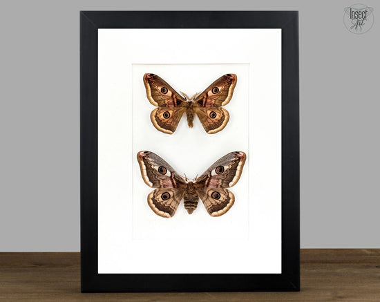 Saturnia pyri x pavonia Pärchen, Nachtfalter im Rahmen