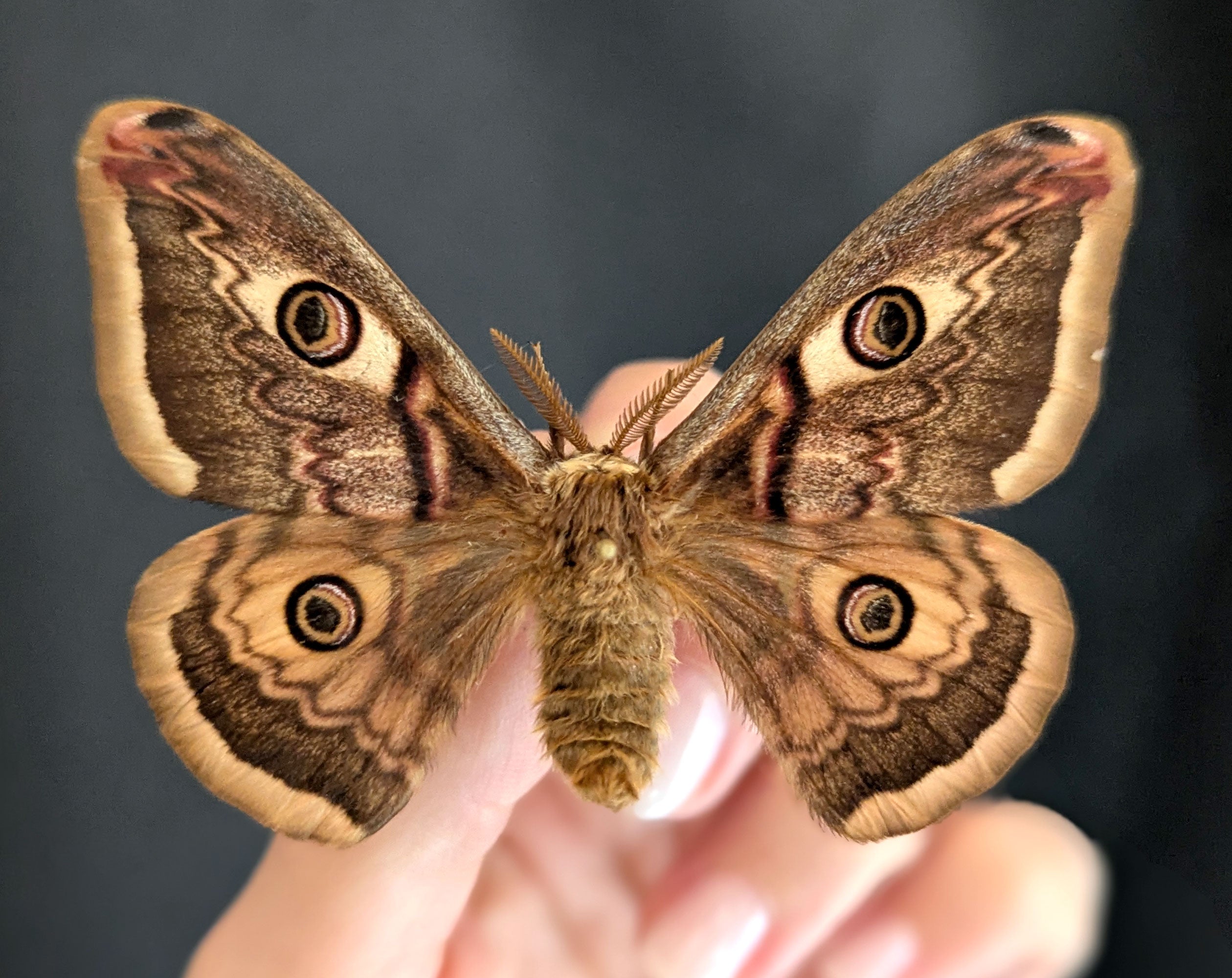 Saturnia pyri x pavonia Pärchen, Nachtfalter im Rahmen