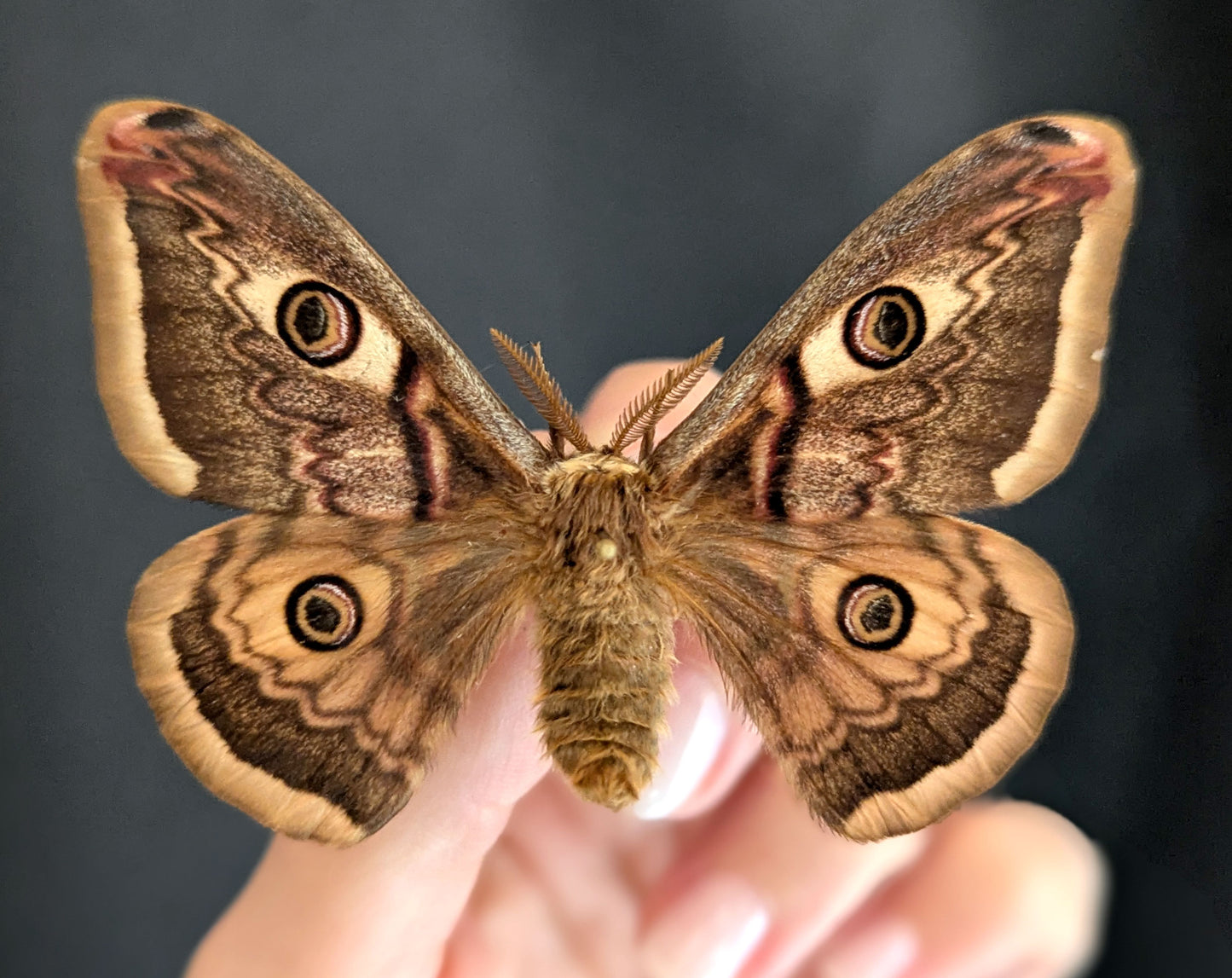 Saturnia pyri x pavonia Pärchen, Nachtfalter im Rahmen