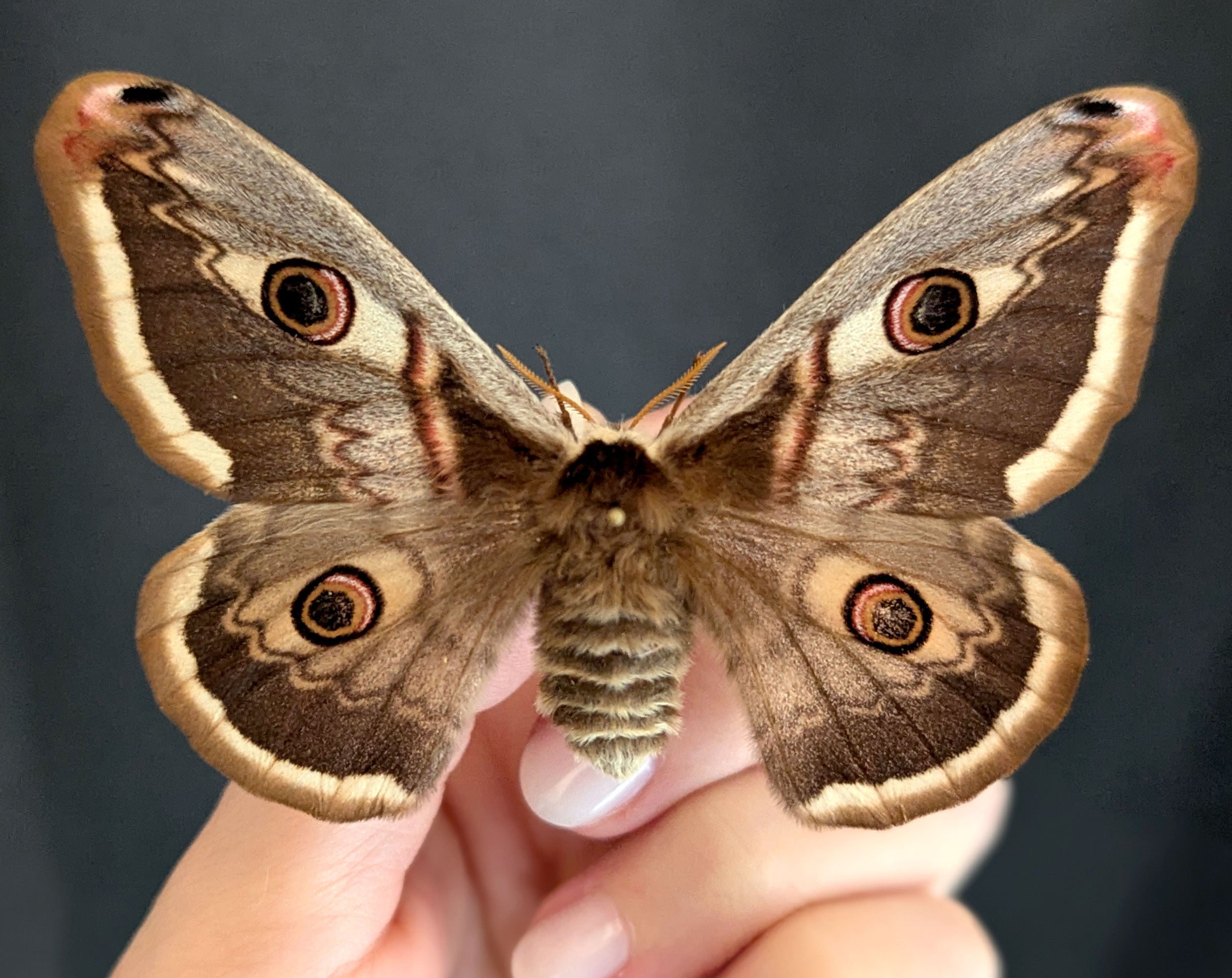 Saturnia pyri x pavonia Pärchen, Nachtfalter im Rahmen