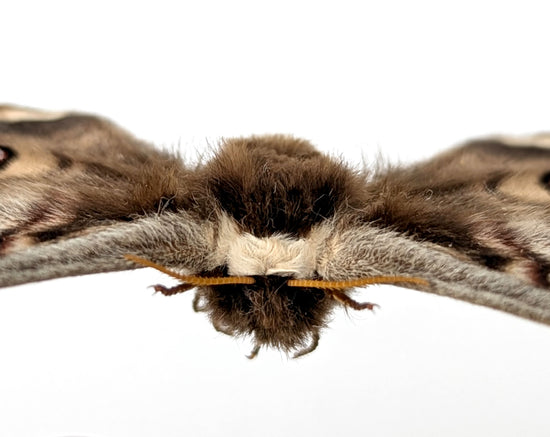 Saturnia pyri x pavonia Pärchen, Nachtfalter im Rahmen