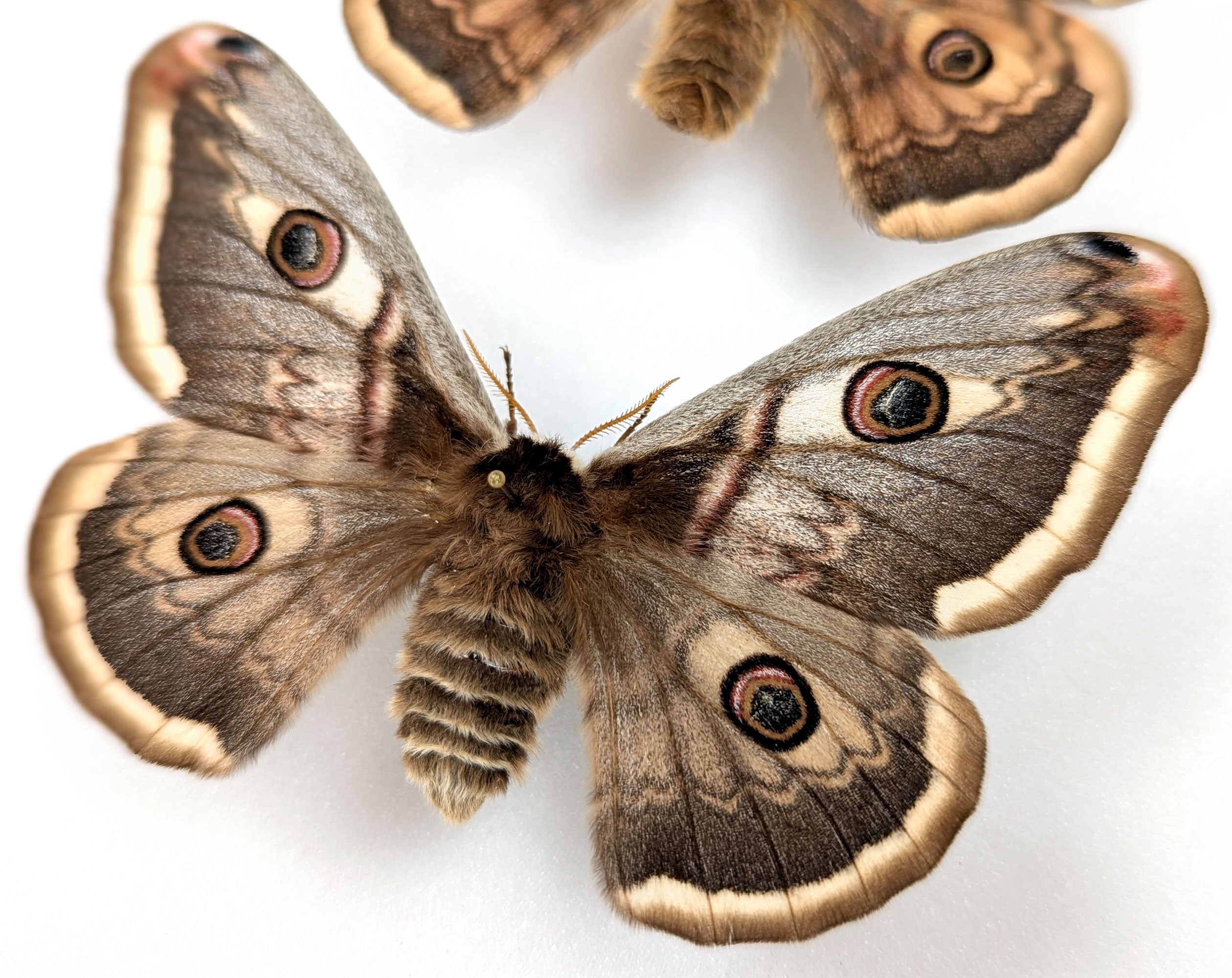 Saturnia pyri x pavonia Pärchen, Nachtfalter im Rahmen