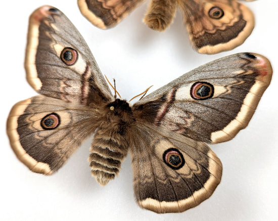 Saturnia pyri x pavonia Pärchen, Nachtfalter im Rahmen