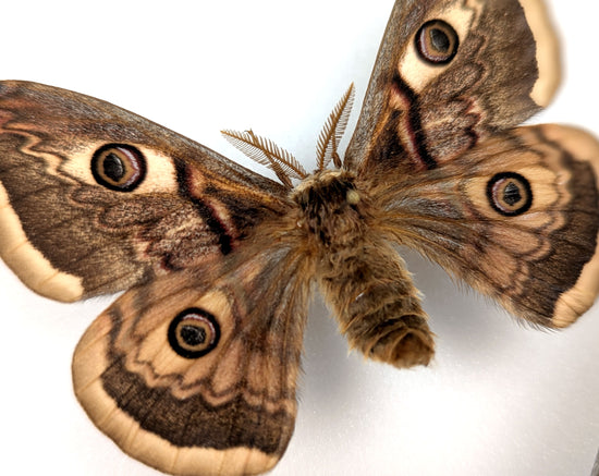 Saturnia pyri x pavonia Pärchen, Nachtfalter im Rahmen