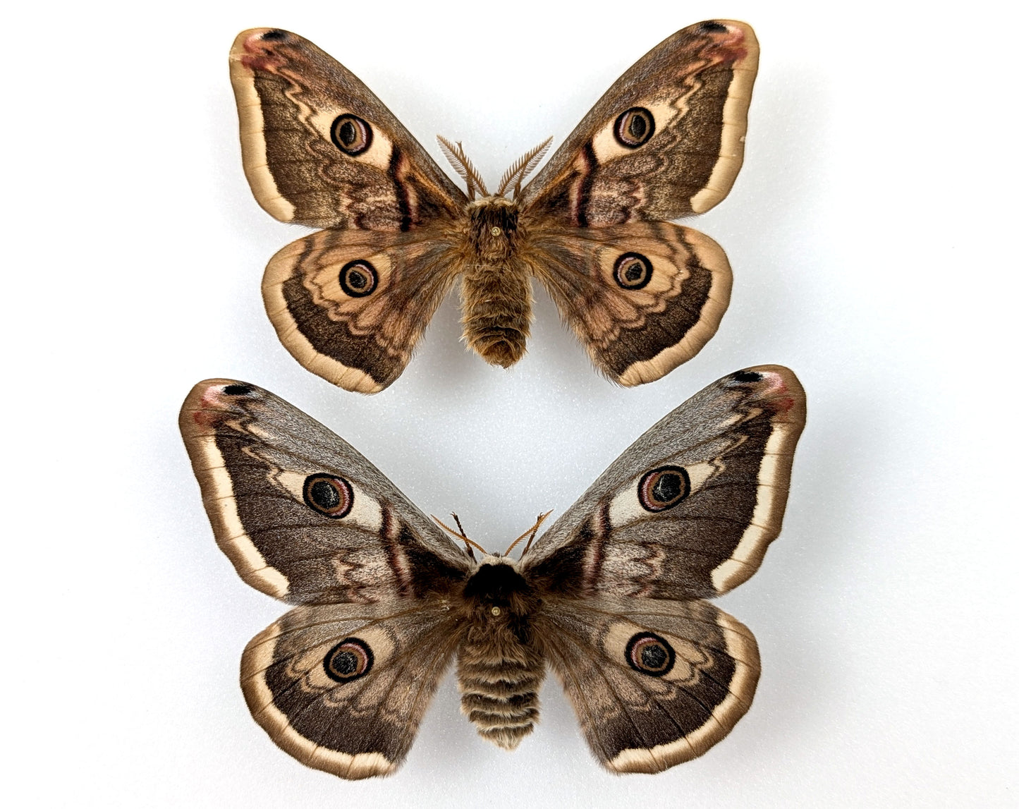 Saturnia pyri x pavonia Pärchen, Nachtfalter im Rahmen