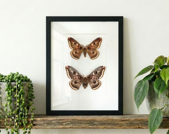 Saturnia pyri x pavonia Pärchen, Nachtfalter im Rahmen