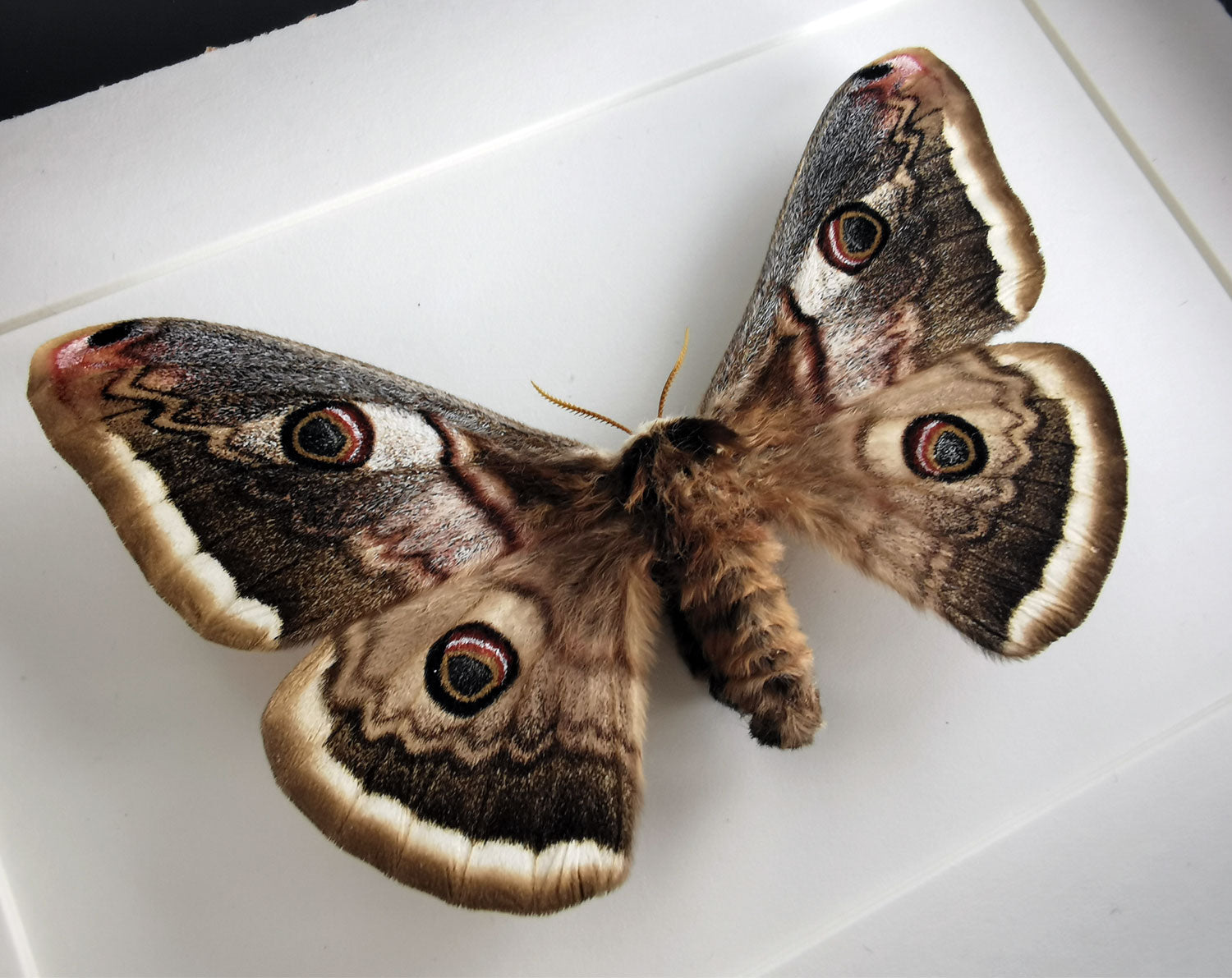 Saturnia pyri   InsectArt