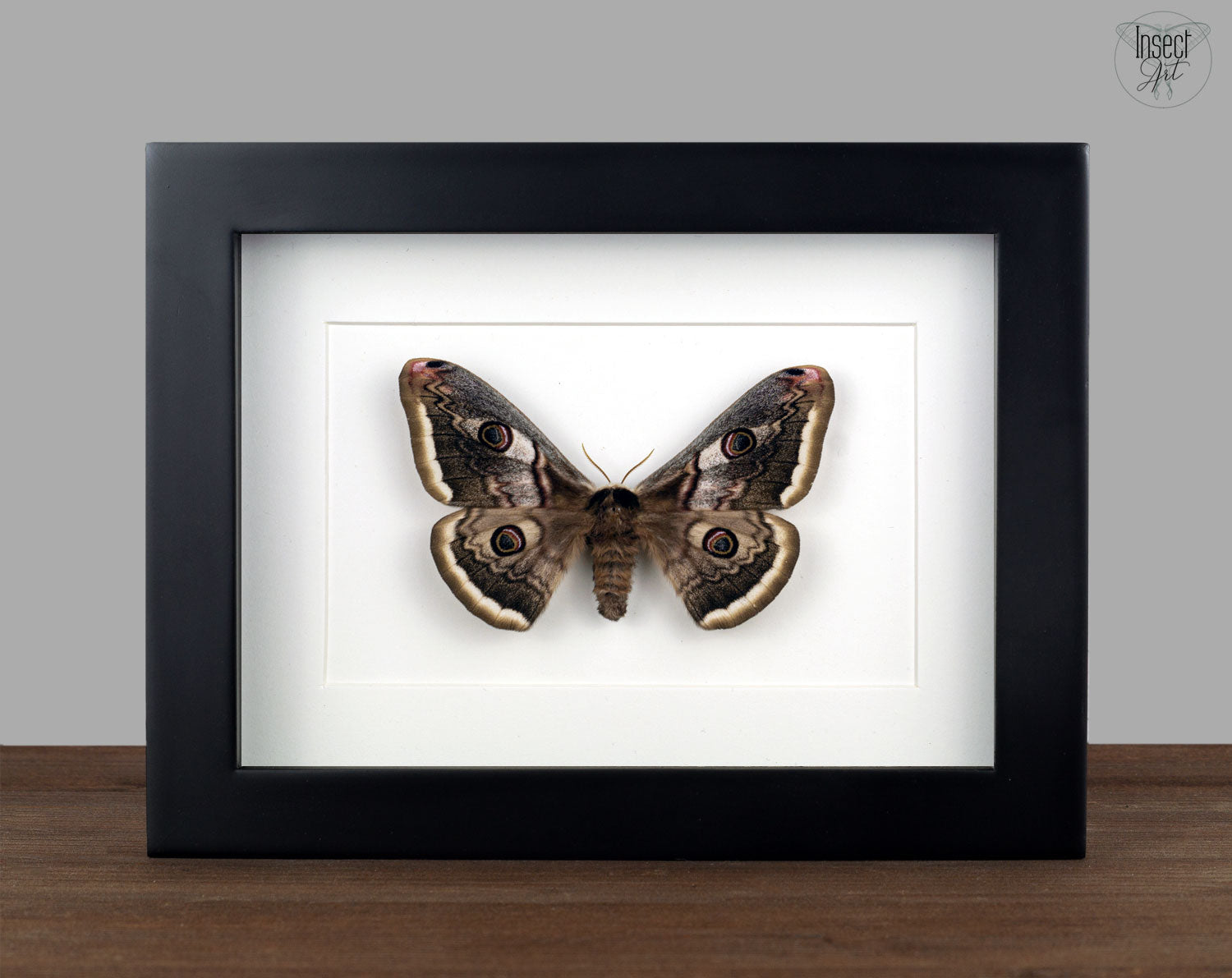 Saturnia pyri   InsectArt