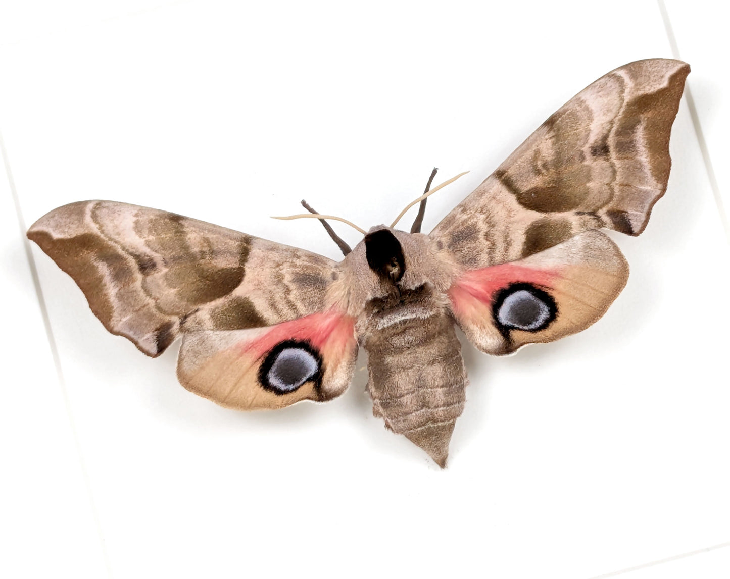 Smerinthus ocellata Abendpfauenauge | echter Nachtfalter / Motte im Rahmen