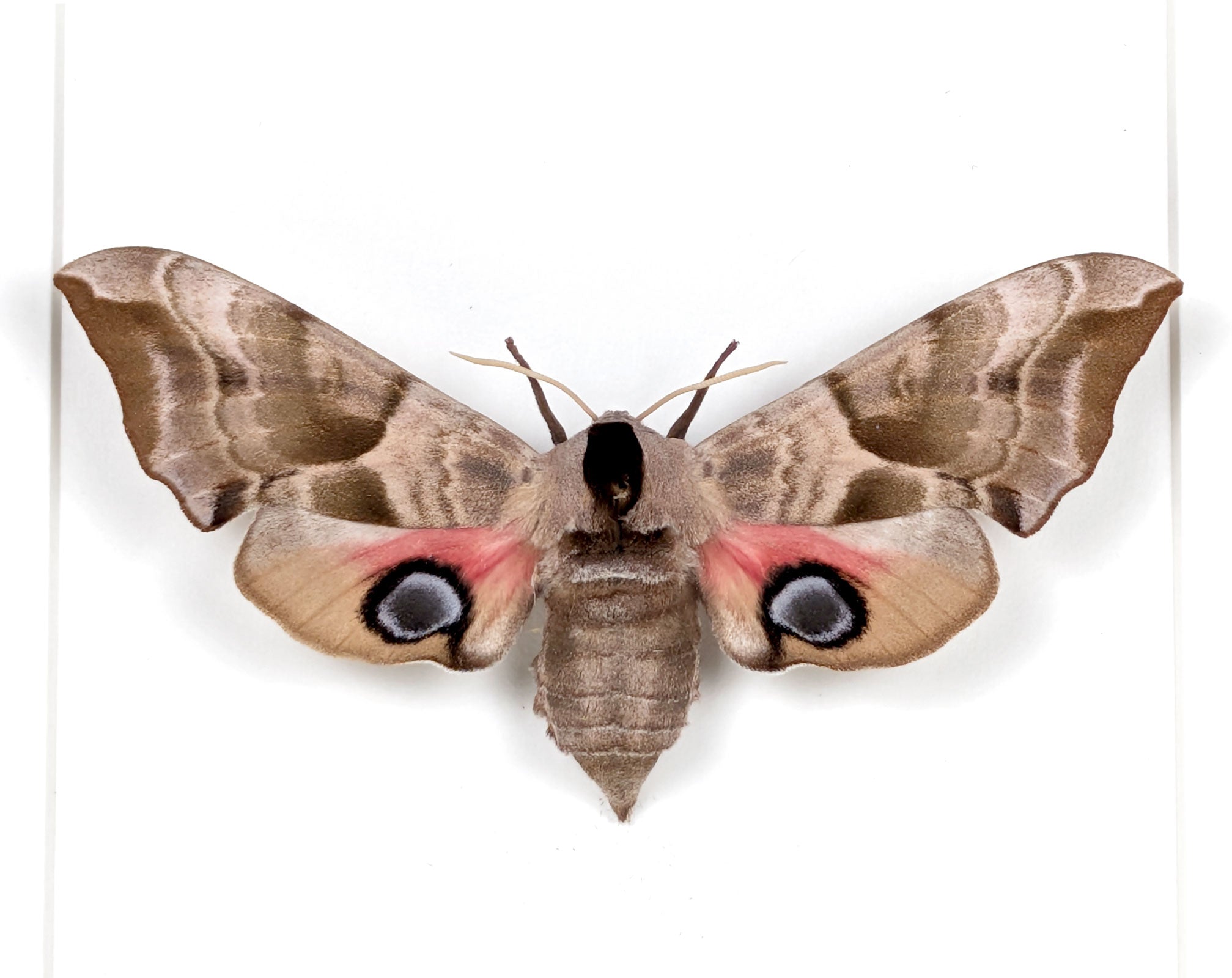 Smerinthus ocellata Abendpfauenauge | echter Nachtfalter / Motte im Rahmen