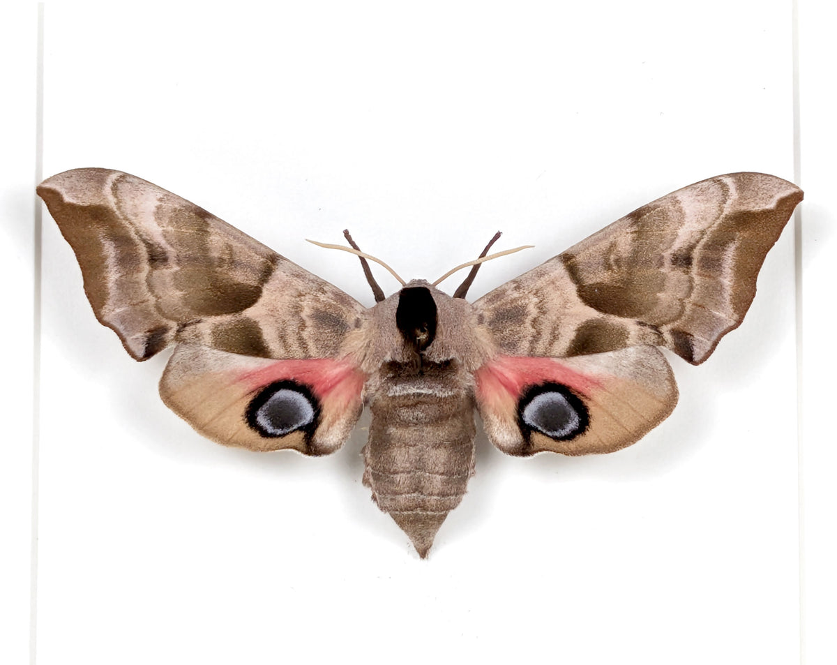 Smerinthus ocellata Abendpfauenauge | echter Nachtfalter / Motte im Rahmen