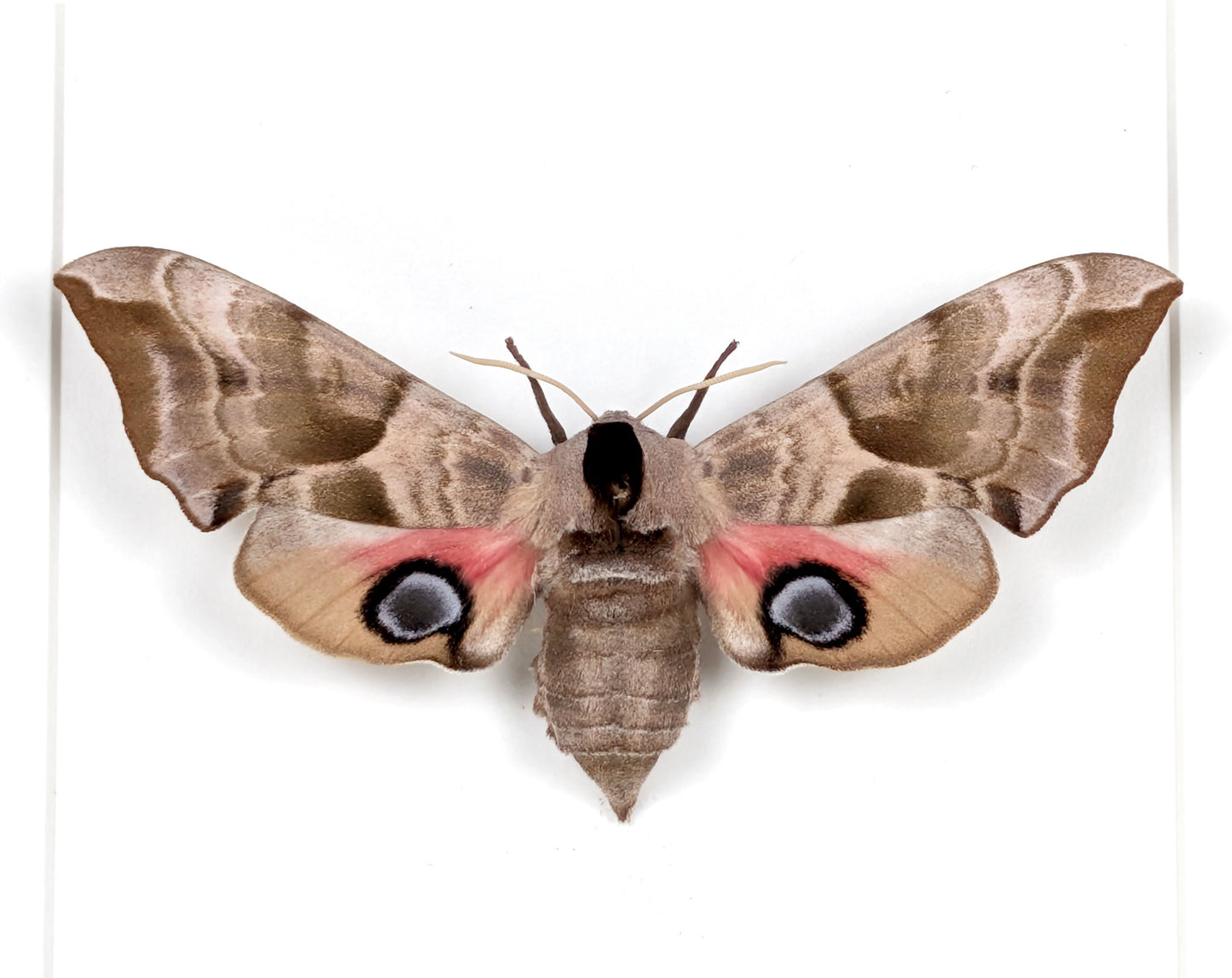 Smerinthus ocellata Abendpfauenauge | echter Nachtfalter / Motte im Rahmen