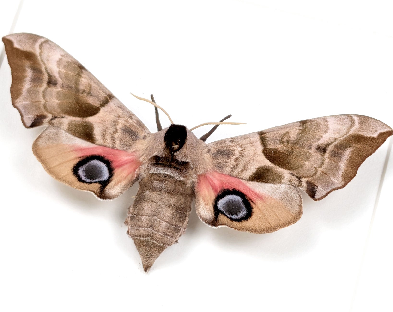 Smerinthus ocellata Abendpfauenauge | echter Nachtfalter / Motte im Rahmen