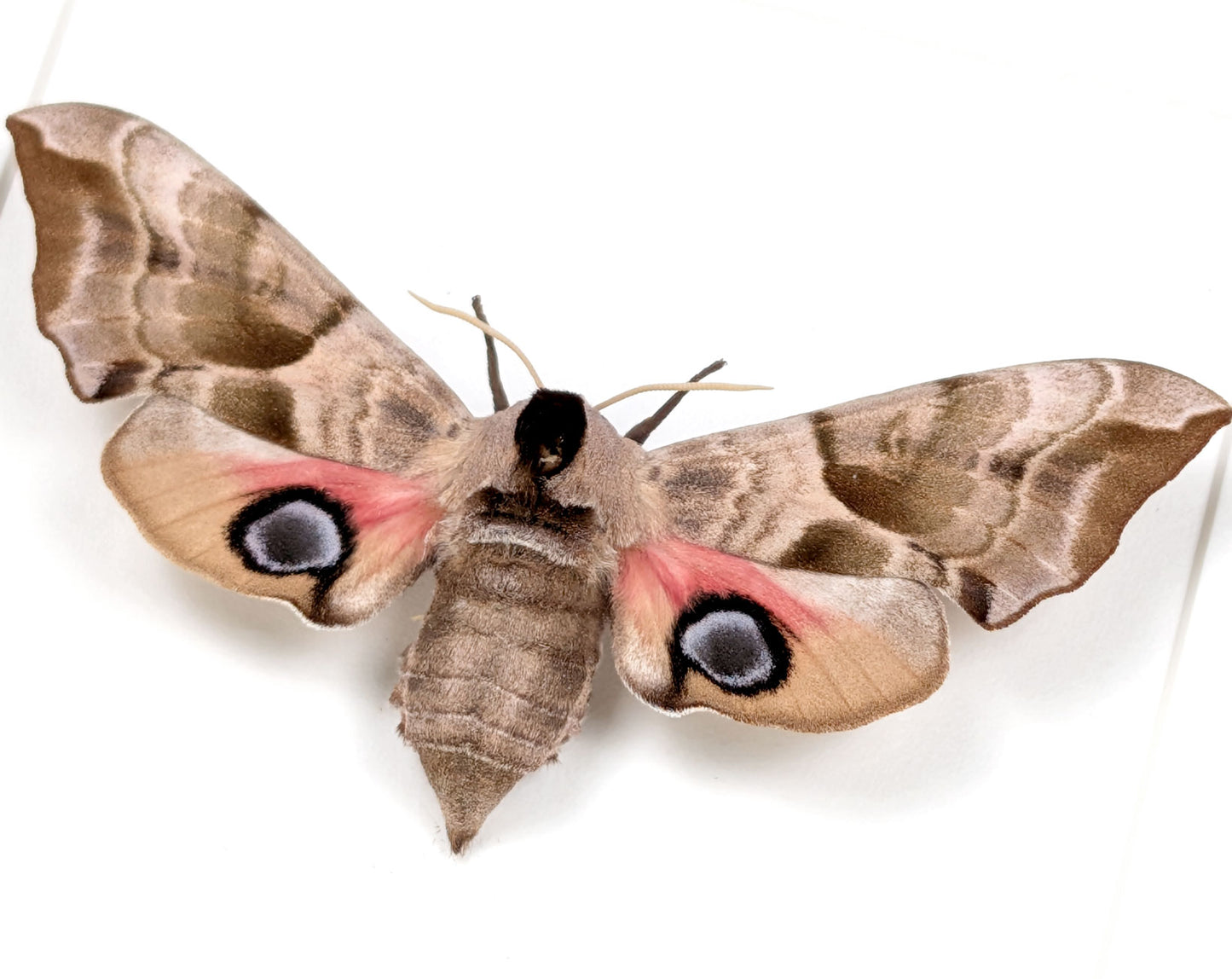 Smerinthus ocellata Abendpfauenauge | echter Nachtfalter / Motte im Rahmen