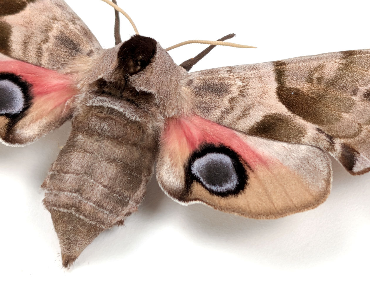 Smerinthus ocellata Abendpfauenauge | echter Nachtfalter / Motte im Rahmen