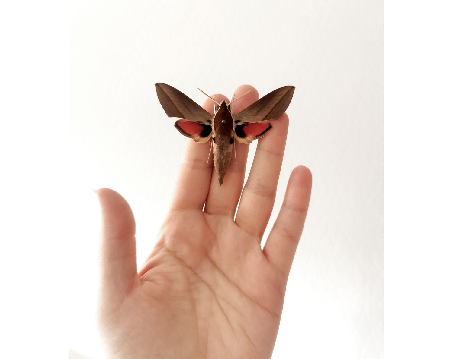 Theretra alecto   InsectArt