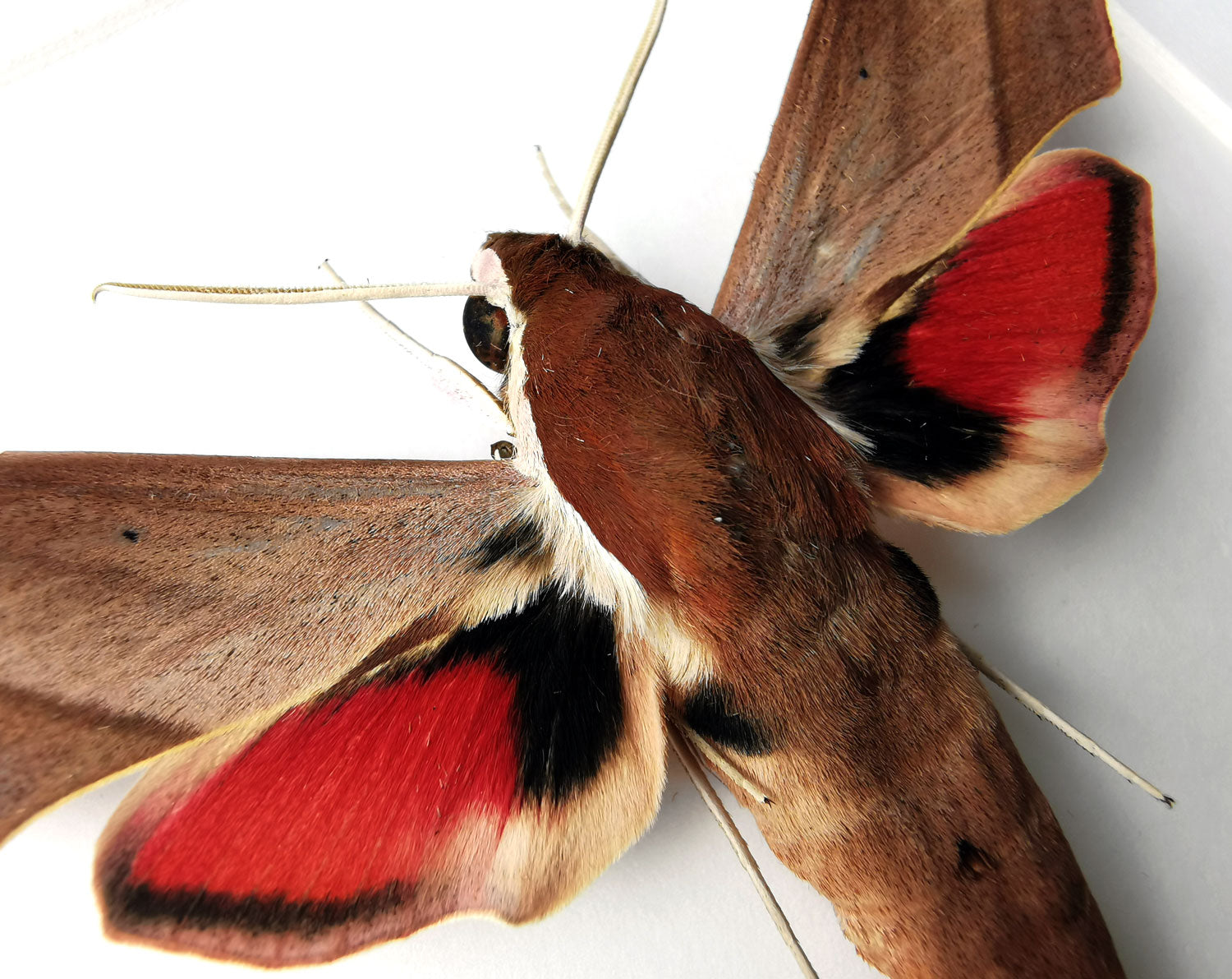 Theretra alecto   InsectArt