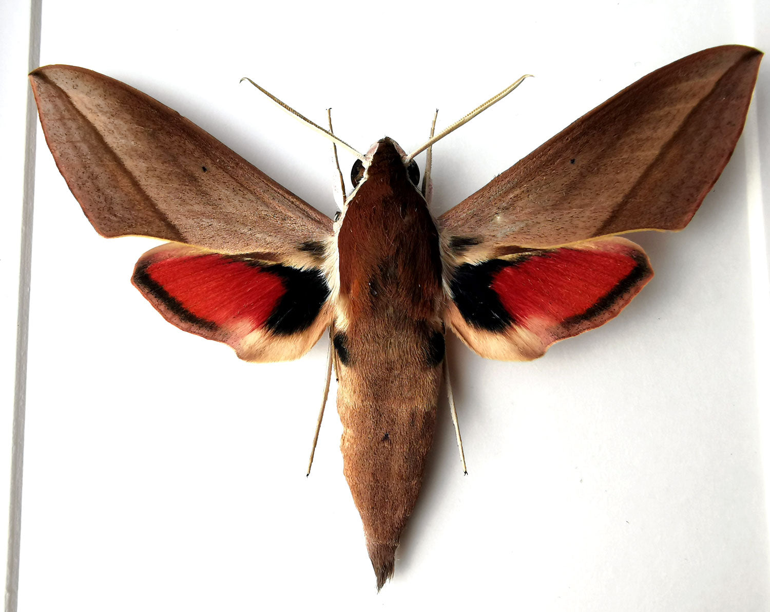 Theretra alecto   InsectArt