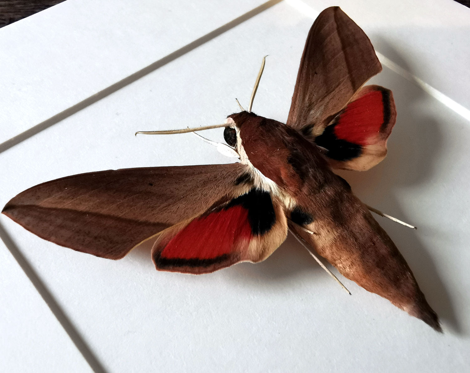 Theretra alecto   InsectArt