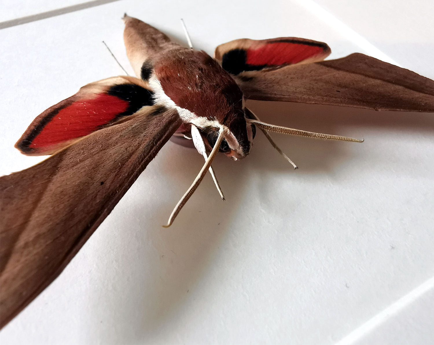 Theretra alecto   InsectArt