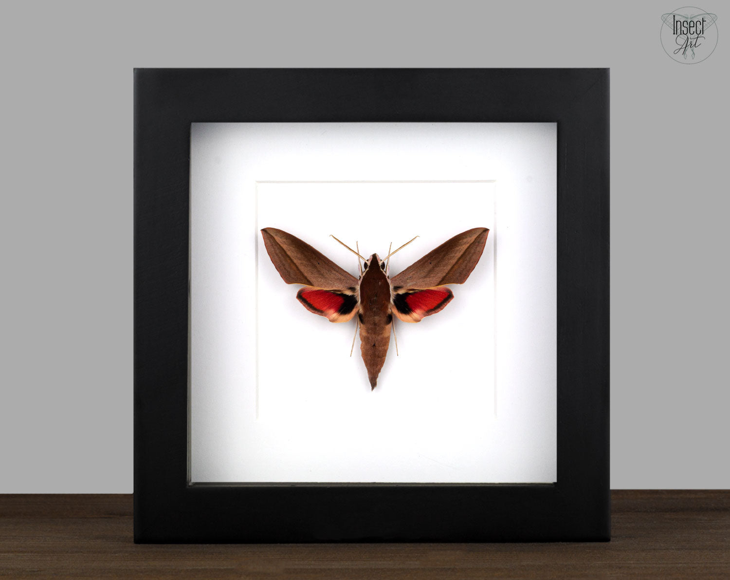 Theretra alecto   InsectArt
