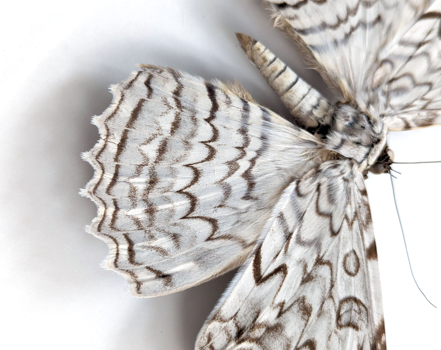 Thysania agrippina « White Witch » bas Le plus grand papillon de nuit du monde Vrai papillon de nuit dans le cadre décoration nature curiosité entomologie taxidermie