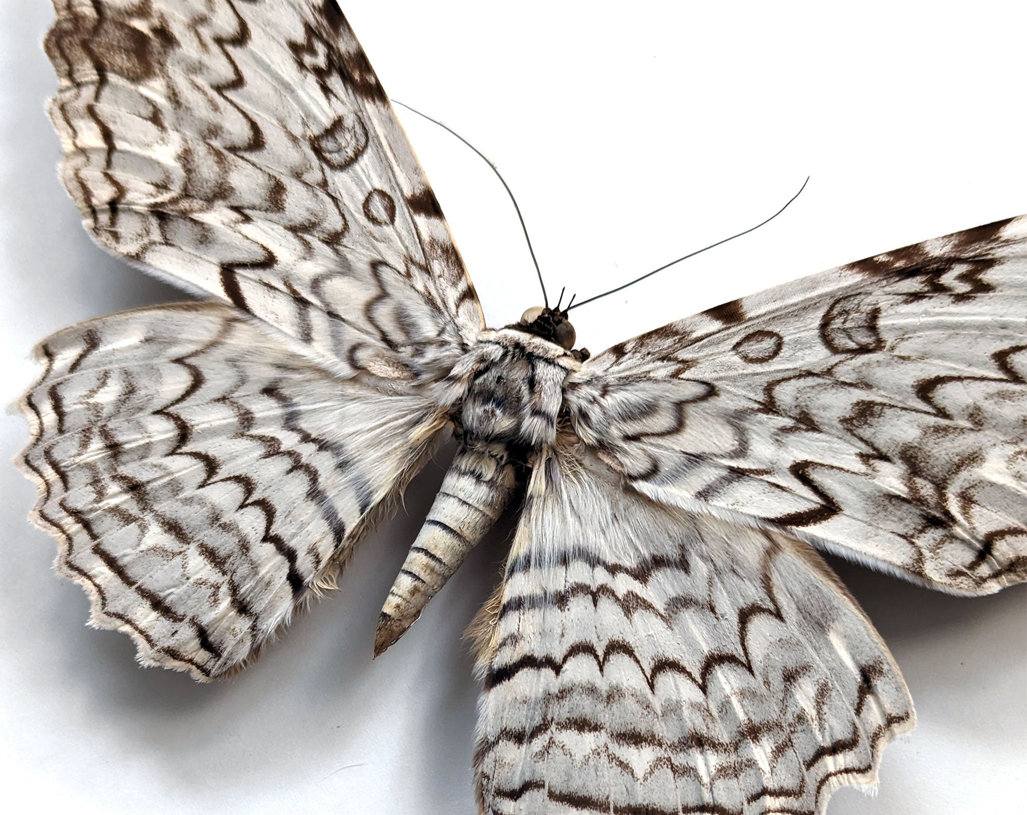 Thysania agrippina   InsectArt