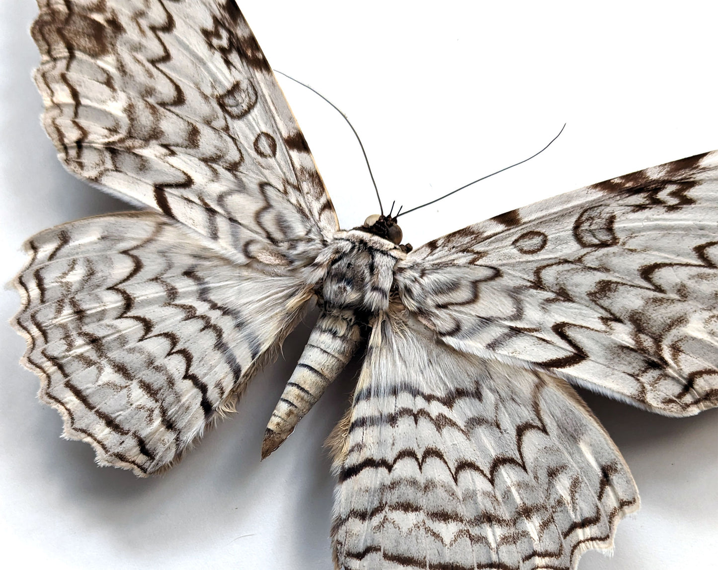 Thysania agrippina « White Witch » bas Le plus grand papillon de nuit du monde Vrai papillon de nuit dans le cadre décoration nature curiosité entomologie taxidermie